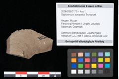 Foto (Objekt + Etikett) von Glyptostrobus europaeus Brongniart (NHMW-GEO-2024-0188-0172)